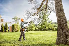 Best Tree Cabling and Bracing  in Bellport, NY